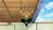 One Piece Season 9 Episode 299